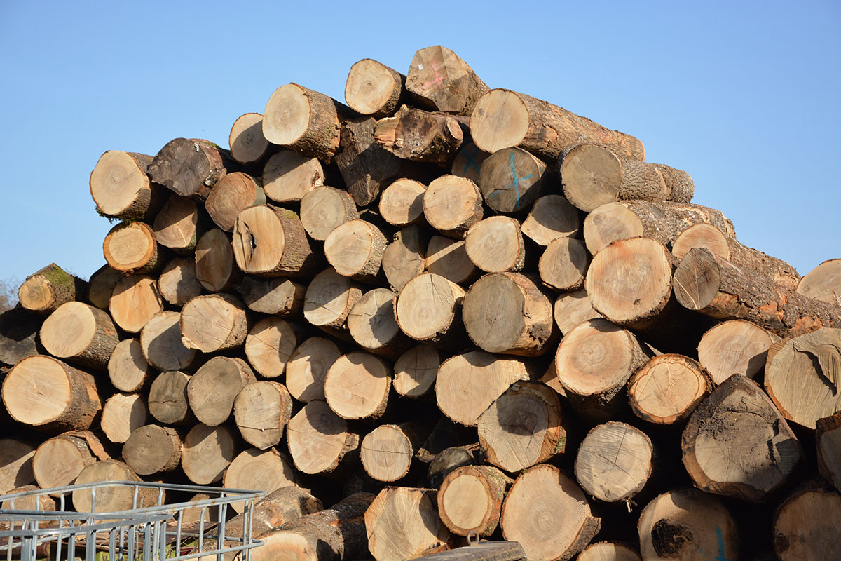 Vente de bois de chauffage en mètres et en bûches dans le Hainaut
